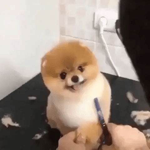 Llevar a tu mascota a la peluquería es caro y estresante tanto para ti como para ella.